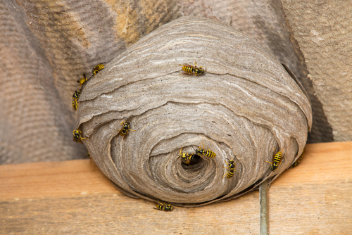 A large paper wasp nest with wasps on it.