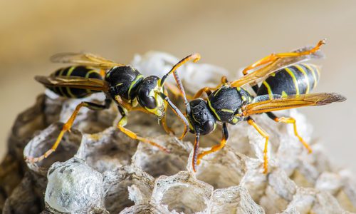 Wasps on Nest