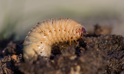 White Grub Control, White Grubs in the Garden