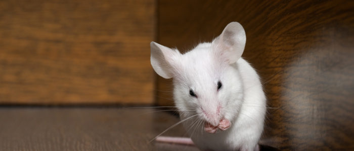 White mouse sits on the floor