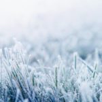 Winter Lawn Care