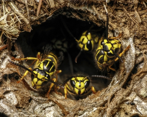 Yellow jackets crawl from the opening of their underground nest.