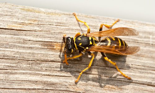 Yellow Jacket on Wood Table