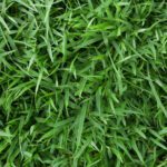 Zoysia Grass