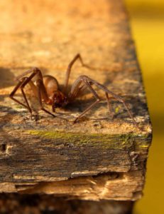 Brown Recluse Spider Gregory Pest Solutions