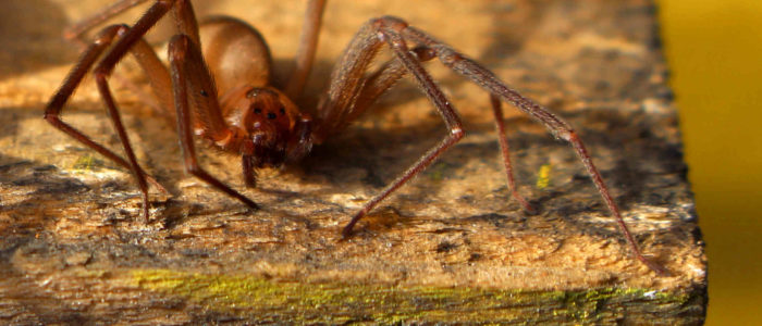Brown Recluse Spider Gregory Pest Solutions