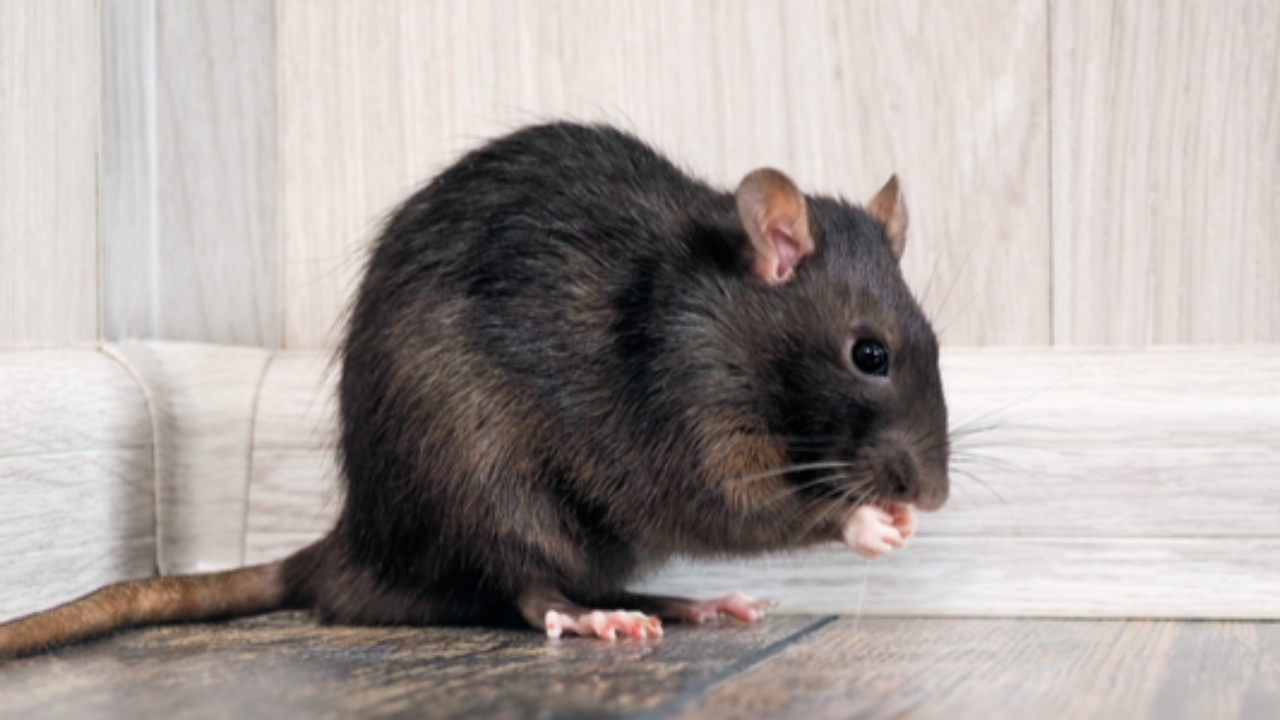 How to Catch Mice  Gregory Pest Solutions