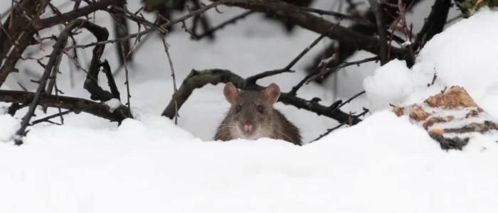 mouse in snow with tree branches above