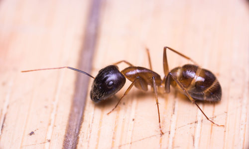 Banded Sugar Ant (Camponotus consobrinus) crawling and wondering on the floor