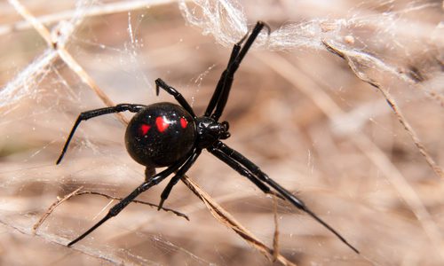 Black Widow spider outdoors on a web