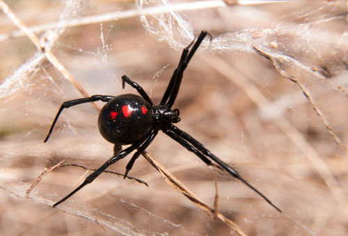 How To Get Rid Of Black Widow Spiders Gregory Pest Solutions