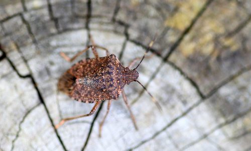 Brown marmorated stink bug (Halyomorpha halys)