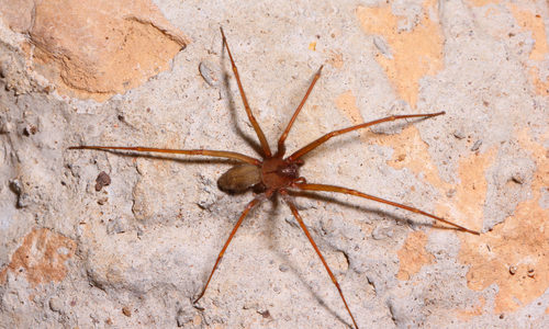 brown recluse spider violin marking