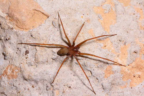 Brown recluse spider in habitat
