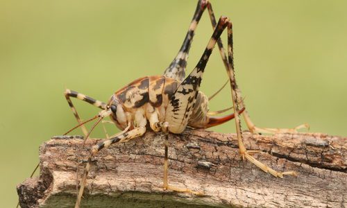 Camel Cricket (Rhaphidophoridae) on a log