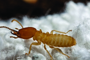 A formosan termite