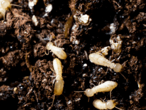 Subterranean termites burrow.