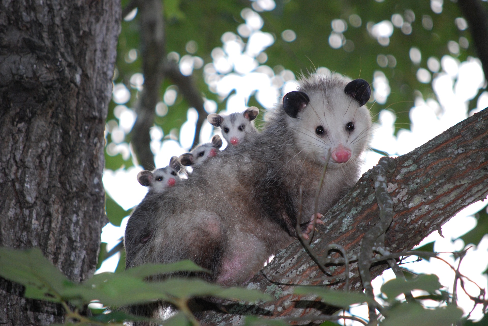 Oh Man I Have An Opossum Gregory