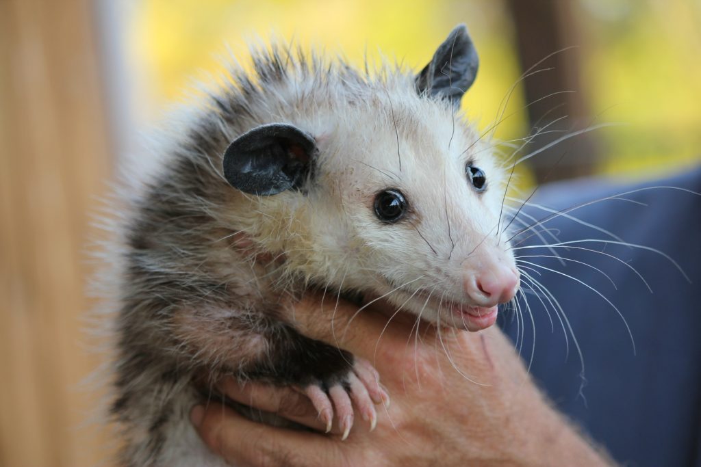 Did you find an opossum hole? - Gregory Pest Solutions - Pest Control ...