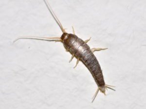 How to Get Rid of Silverfish: 8 Pesticide-Free Ways