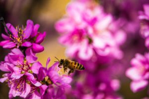 honey bee on flower