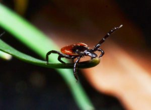 Bathroom Cleaning Tips - Gregory Pest Control