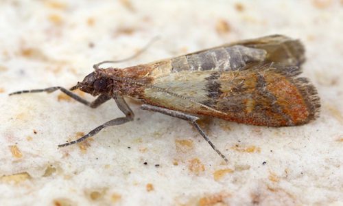 Mating Pantry Moths - Plodia interpunctella 