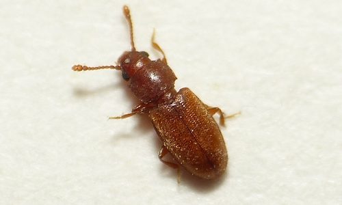 Merchant grain beetle