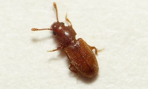 sawtoothed grain beetle