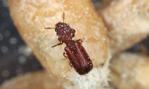 How to Prevent Weevils  Gregory Pest Solutions