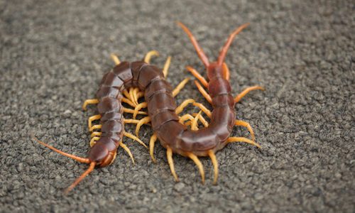 Centipede