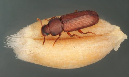 confused flour beetle