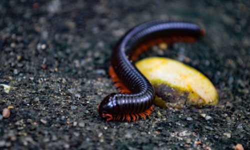 millipede infestation