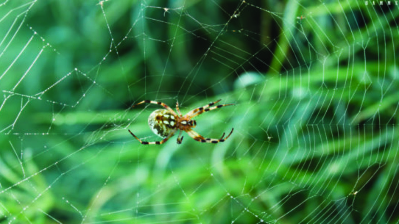 Spiders  Facts & Identification, Control & Prevention