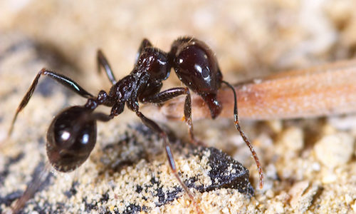 little black ants