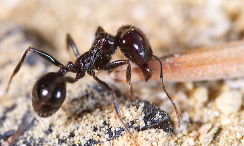 black ants bites