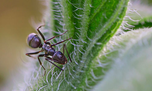 Getting Rid Of Odorous House Ants Gregory Pest Solutions