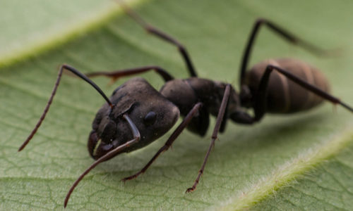 Crazy ants