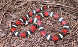 snakes come out of hiding as summer sets in - gregory pest