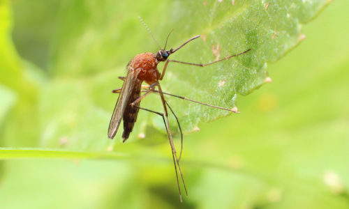 Gregory Pest Solutions Offers Smarter Mosquito Control