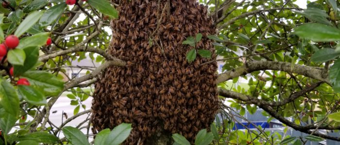 Honey Bee Swarm in bush