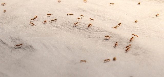 Ants in Your Pantry | Gregory Pest Solutions