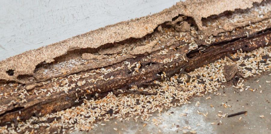 termite control