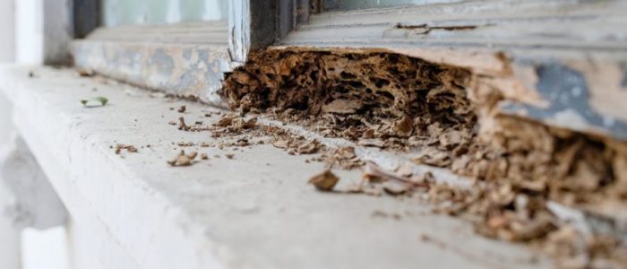 Home window frame eaten away by termites