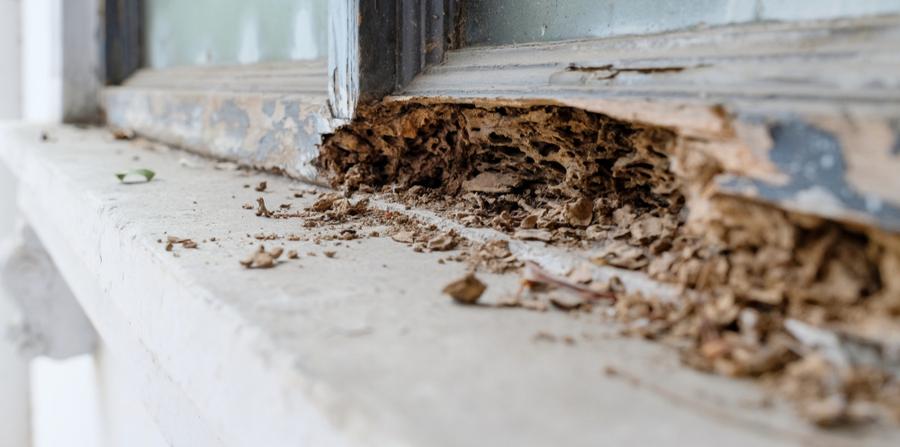 Home Termite Treatment Experts Gregory Pest Solutions