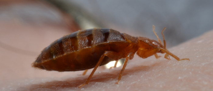 Bed bug crawling over human skin in commercial setting