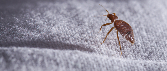 Bed bug on bed sheets in a home