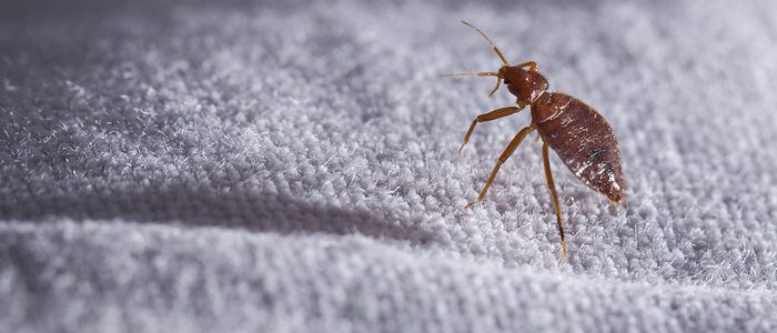 How To Get Rid Of Bed Bug Eggs