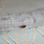Bed bugs--how do you know you have them?