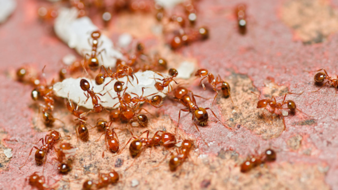 big red ants